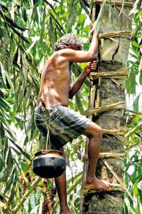 coconut plucker