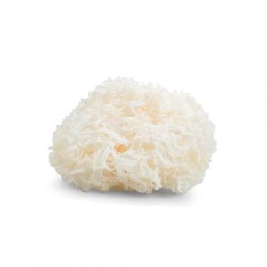 Dried snow fungus (Tremella fuciformis) also known as White fungus (edible)