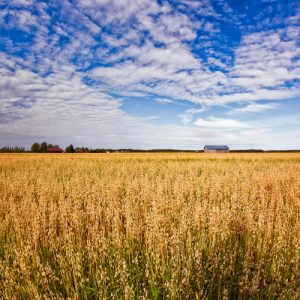Field of oats