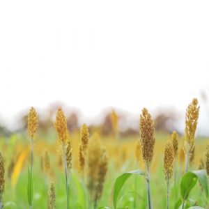 white Sorghum field in India