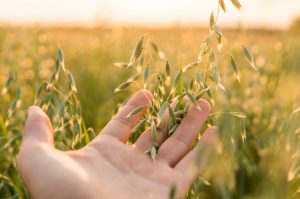 Young green ear of oats