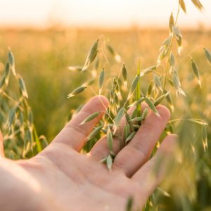 Young green ear of oats