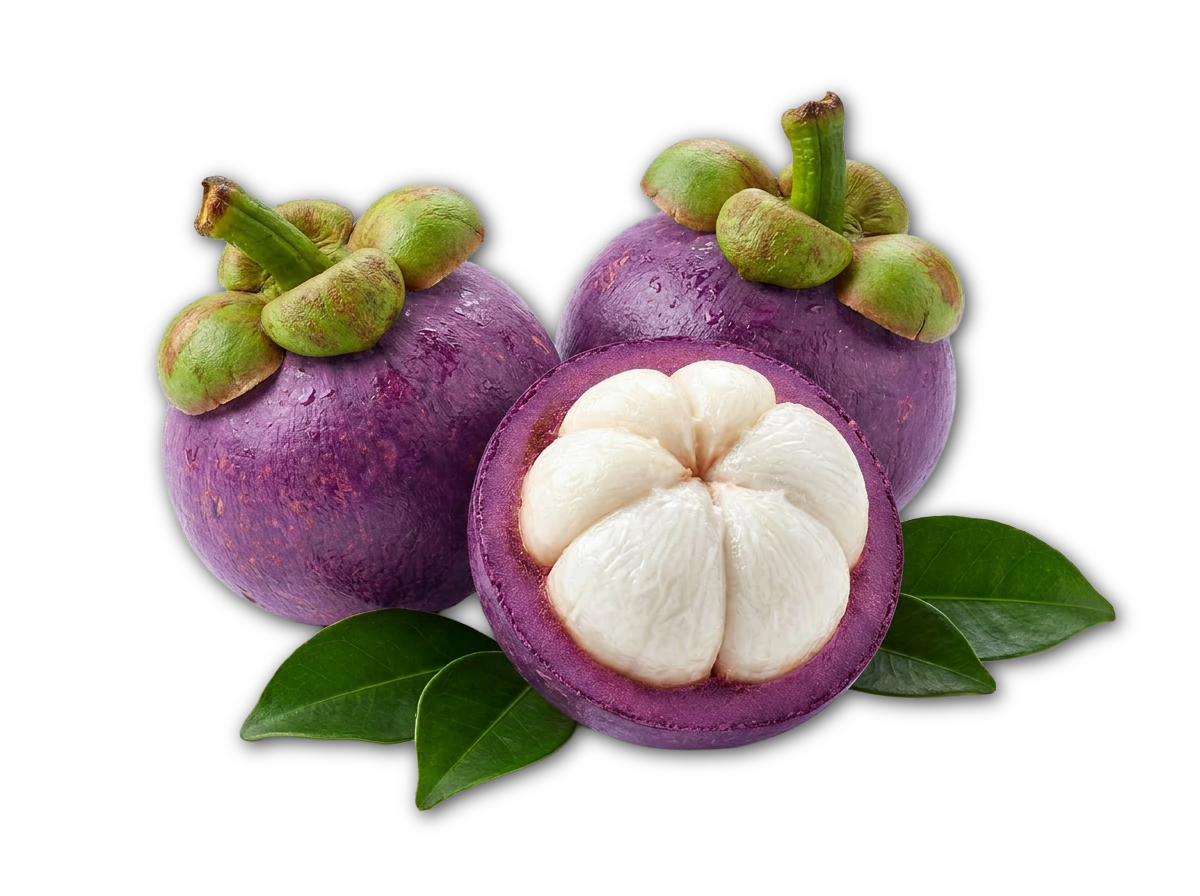 MANGOSTEEN